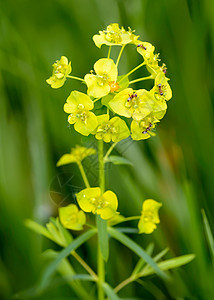 黄色Euporbia昆虫绿色场地荒野草本植物白色草本植物野花草地图片