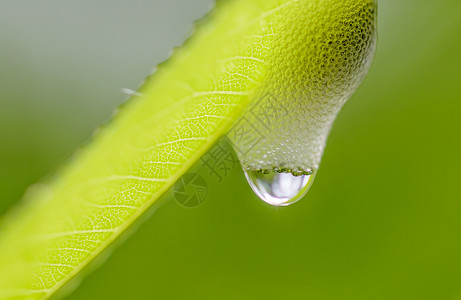 雾泡泡沫蛙跳植物液体昆虫水滴若虫树液雨滴环境叶子图片