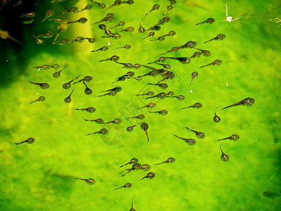 不幸家庭蟾蜍池塘气质肤色绿色食物青蛙蝌蚪游泳池花粉图片