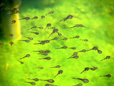 不幸家庭食物游泳池绿色花粉池塘气质蝌蚪动物昆虫群肤色图片