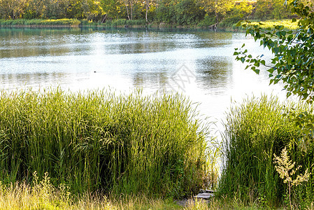 靠近湖边的里德人支撑反射蓝色芦苇绿色湿地香蒲鸭子植物池塘背景图片