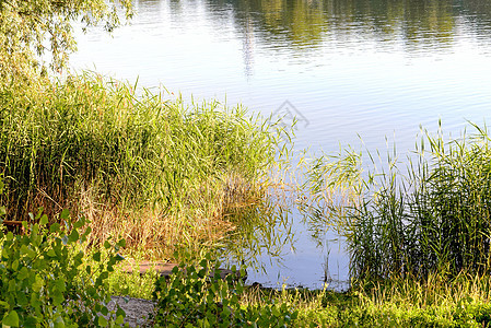 靠近湖边的里德人香蒲池塘绿色蓝色支撑甘蔗天空湿地反射芦苇图片