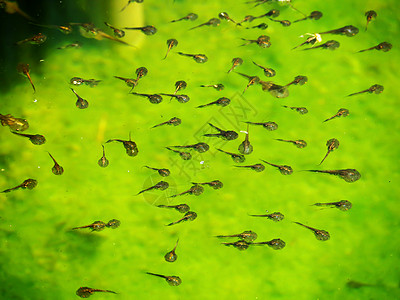 不幸家庭游泳池动物学动物气质昆虫群绿色食物池塘旱獭肤色背景图片