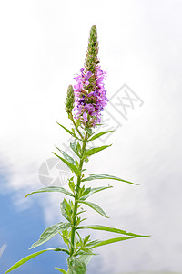 沙利氏麻风素尖刺草本植物叶子粉色紫色珍珠菜百合绿色花序植物群图片