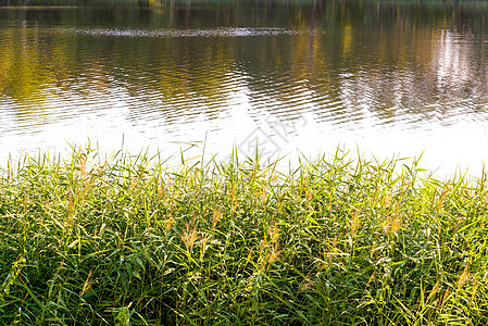 靠近湖边的里德人绿色反射芦苇湿地甘蔗蓝色支撑天空池塘植物图片