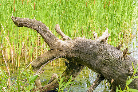 树上和利德树干叶子生活池塘场景风化宽叶芦苇香蒲树桩图片