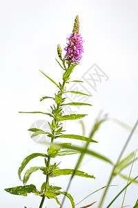 沙利氏麻风素草本植物花序植物尖刺百合紫色珍珠菜绿色叶子草地图片