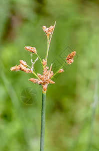 雪花花绿色草本植物天空植物芦苇植物群叶子蜣螂季节湿地图片