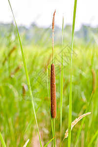 Reed的零售细节棕色叶子湿地芦苇宽叶绿色阔叶池塘生活植物图片