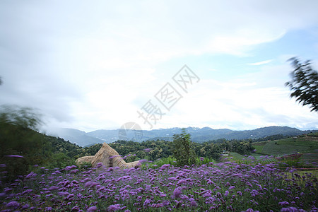 Mon Cham山丘脊与Verbena的亲善性鲜花田     Ch村庄花园野花草地紫色叶子游客生长植物群场景图片