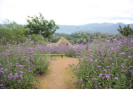 Mon Cham山丘脊与Verbena的亲善性鲜花田     Ch植物群叶子爬坡环境草地旅行野花植物生长紫色图片