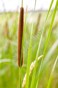 Reed的零售细节池塘宽叶狼牙棒场景植物阔叶棕色湿地香蒲叶子图片