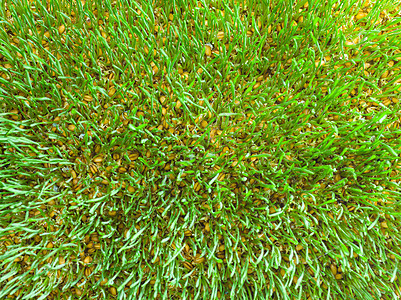 一个小麦芽地毯生长粮食生态农场食物土壤燕麦草地土地发芽图片