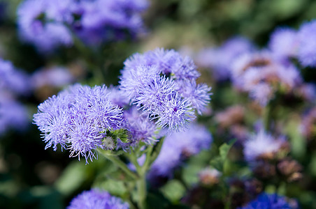 Ageratum 休斯敦图片