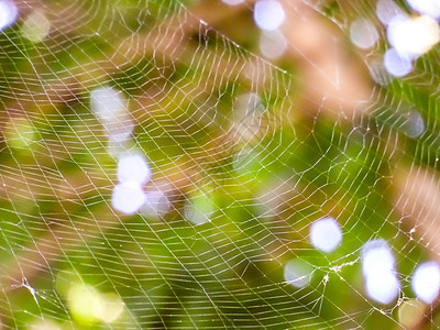 空中和博克背景中的蜘蛛网移动森林球体网络昆虫自然怪物丝绸漏洞野生动物气质图片