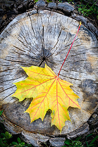秋天的梅叶树干森林静脉叶子戒指橙子植物群植物学季节植物图片