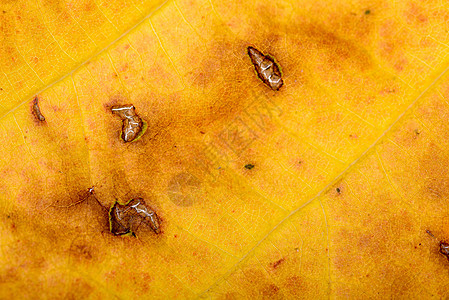 秋季枫叶宏橙子白色黄色红色树叶森林宏观季节叶子绿色图片