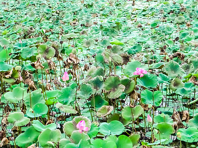 田里的莲和绿地沼泽精神荷花叶子肤色热带植物公园场地百合图片