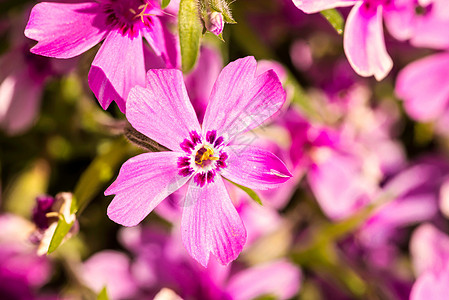 吉普赛语Name公园阳光绿色核心花园植物宏观粉色双子植物群图片