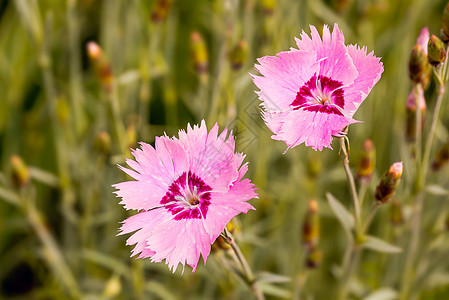 粉红扁豆红色双子石竹核心花朵花园植物群粉色宏观植物图片