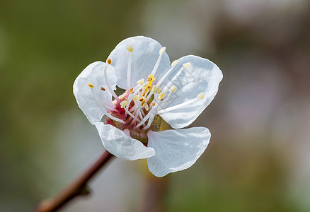 春果花叶子李子树叶花朵生长季节花粉花瓣水果植物群图片