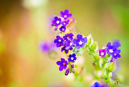 草地上花朵的香露莎绿色野花植物荒野场地公园蓝色场景季节魔法图片