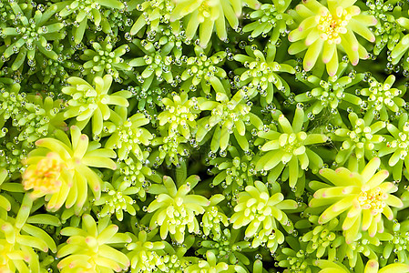 景天假植物学框架枝条花园植物生长阳光宏观季节亚科图片