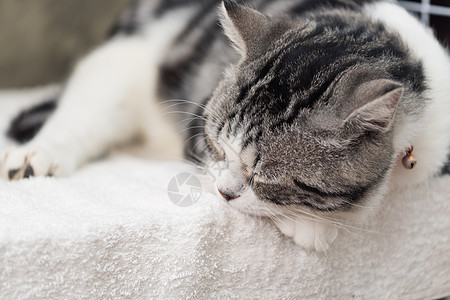 睡在白色背景的可爱小猫咪小猫猫科动物虎斑睡眠宠物说谎动物水泥眼睛鼻子图片