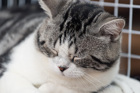 睡在白色背景的可爱小猫咪动物毛皮猫科动物说谎虎斑小猫鼻子眼睛宠物猫咪图片