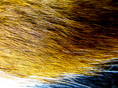 ca的头发气质野生动物宠物材料动物毛皮橙子皮肤皮革自然图片