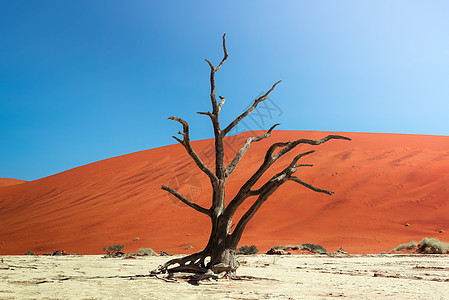 死骆驼刺树和纳米比亚的Dedevlei红色沙丘死亡平底锅干旱航向旅行冒险纳米布蓝色橙子公园图片