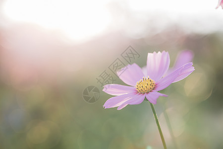 粉色宇宙植物群花园场地雏菊植物绿色花瓣白色黄色花朵图片