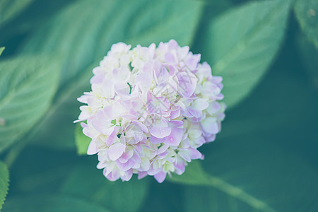 绣球花花束花瓣绿色大叶蓝色植物白色衬套花园紫色图片
