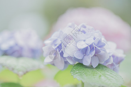 绣球花粉色花瓣植物群蓝色白色公园叶子植物衬套大叶图片