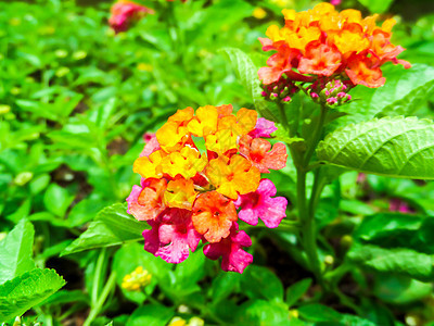 在模糊的花园里 露天花朵多彩图片