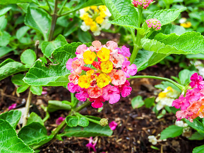 兰塔纳花朵多彩草本植物植物植物学树篱公园叶子花园灌木气质金子图片