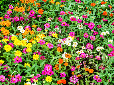 百日草花是一种在花园里种植的植物 是为了它的双桅船橙子公园花瓣叶子场地植物群植物学沙枣花朵肤色图片