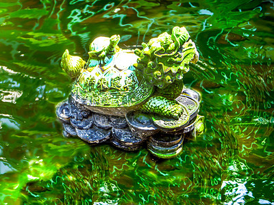 金金绿龙海龟和儿子Pixiu在游泳池图片