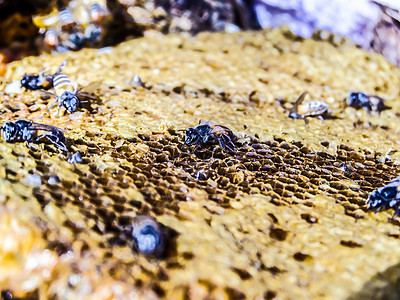 黑蜂蜂蜜蜂巢中的蜜蜂蜂蜜昆虫动物花粉六边形麻疹工作野生动物金子饮食背景