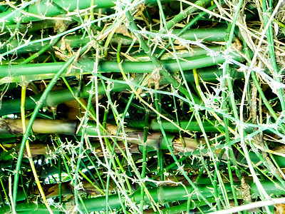 夏日青竹之刺公园气质竹子木头警告玫瑰森林墙纸危险植物群图片
