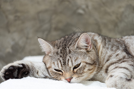 睡在白色背景的可爱小猫咪睡眠鼻子眼睛水泥毛皮小猫猫科动物宠物猫咪虎斑图片