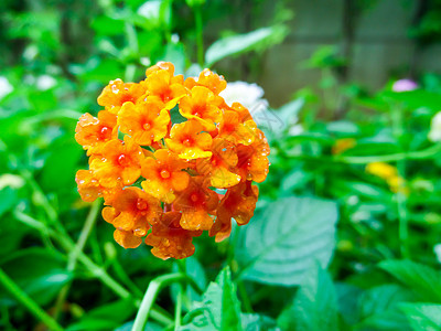 兰塔纳混合黄橙红色水滴在花上灌木植物树篱花朵热带橙子草本植物气质植物学花园图片