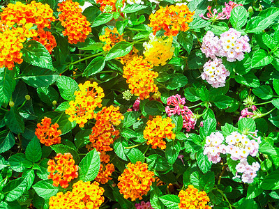 在花园中将浅粉红色橙色混合成蓝大兰塔纳camara季节草本植物橙子树篱花瓣气质热带灌木金子植物学图片