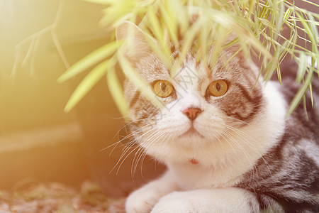 可爱健康的猫 黄眼睛美丽的青绿新青草图片