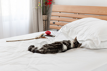 黑猫和白猫睡在现代卧室i的舒适白色床上图片
