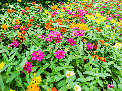 菊花种植基地橙子阳光高清图片