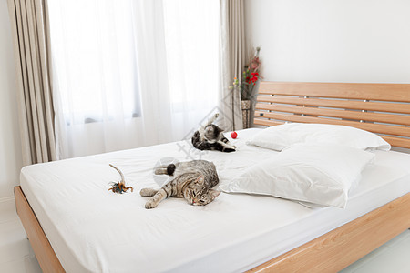 两只可爱的小猫睡在现代卧室的舒适白色床上毛皮动物枕头睡眠头发老虎小憩宠物百叶窗窗帘图片