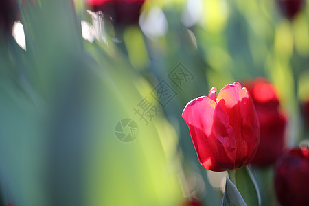 郁金花花花束橙子白色花瓣紫色花园野花花朵绿色植物图片