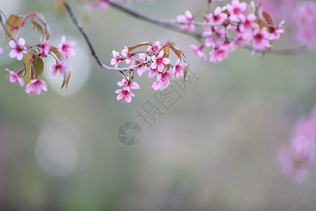 樱花花 粉红色的樱花蓝色花瓣植物群叶子植物天空季节插图花园文化图片