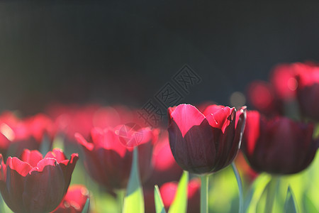 郁金花花花瓣绿色妈妈们花朵花束花园野花红色太阳植物图片